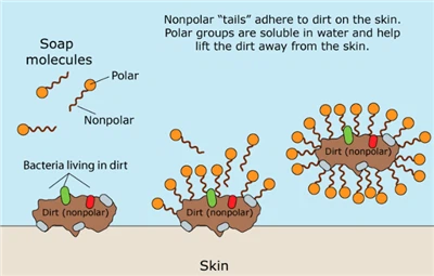 איך סבון הורג חיידקים אתה יודע