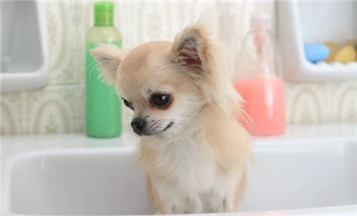 האם סבון כלים בטוח לכלבים